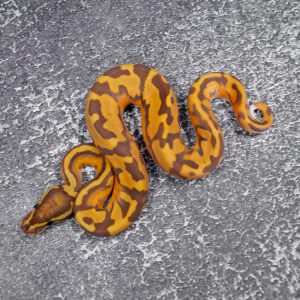 Ultramel Pied 100% Het Hypo