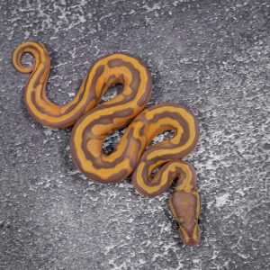 Ultramel Hypo Pied