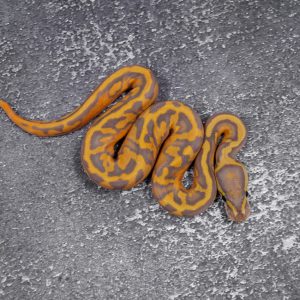 Ultramel Hypo Pied