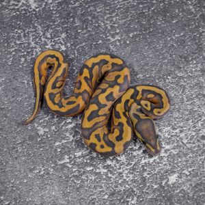 Hypo Pied 100% Het Ultramel