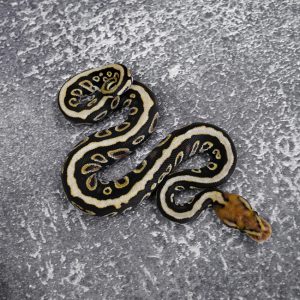 Cypress Spotnose 100% Het Clown Poss Carnage YB
