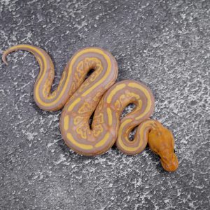Cypress Banana Bongo Leopard Carnage 100% Het Clown Poss YB