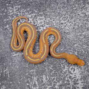 Cypress Banana Bongo Leopard Carnage YB 100% Het Clown  (FMK)