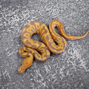 Banana Leopard Spotnose 100% Het Clown Poss Carnage (FMK)