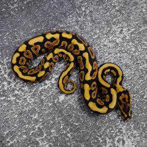 Spotnose YB 100% Het Clown