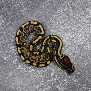 Spotnose Carnage YB 100% Het Clown