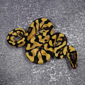 Pastel Enchi / OD 100% DH Cryptic Desert Ghost