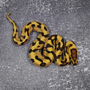 OD / Enchi Cryptic 100% Het Desert Ghost