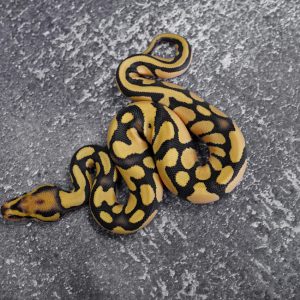 OD Fire Desert Ghost 100% Het Cryptic (HI)