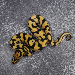 OD Cryptic Desert Ghost (HI)