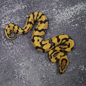 OD Fire Cryptic Desert Ghost (HI)