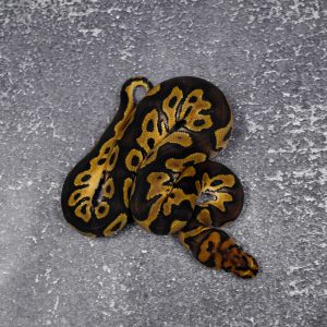 YB Clown 50% Het Pied
