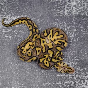 Pastel Clown  50% Het Pied Poss YB