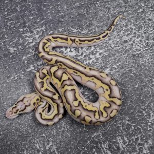 Pastel Lesser Crypton 50% Het Pied Poss YB