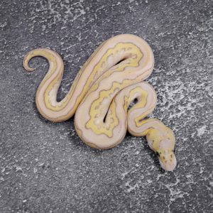 Pastel Lesser YB Clown 50% Het Pied