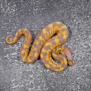 Banana YB Crypton 50% Het Pied