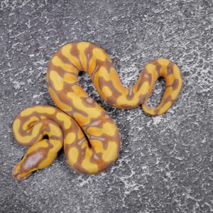 Banana Enchi YB Crypton 50% Het Pied
