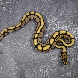 Calico Spotnose Desert Ghost