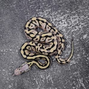 Calico Spotnose Pastel Desert Ghost