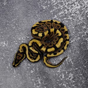 Spotnose 100% Het Desert Ghost