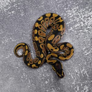 Normal 100% Het Desert Ghost