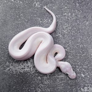 Butter Mystic / Mojave (Bel) Scaeless Head Poss Carnage