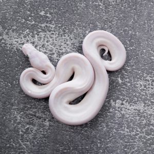 Butter Mystic / Mojave (Bel) Scaeless Head Poss Carnage