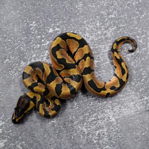OD / Enchi 100% Het Hypo 66% Het Tri Stripe (HI)