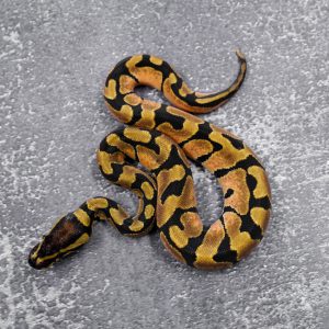 OD / Enchi 100% Het Hypo 66% Het Tri Stripe (HI)