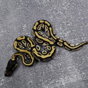 Mojave Fire 100% Het Hypo 66% Het Tri Stripe