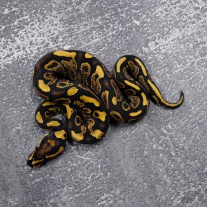 Sable Specter / YB Poss Shatter