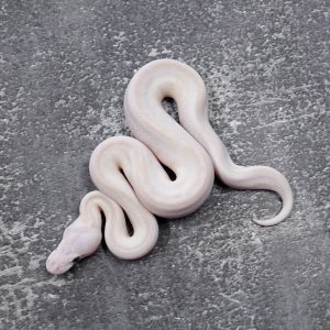 Specter / YB Bamboo Mojave (Bel) Poss Sable Shatter PIn