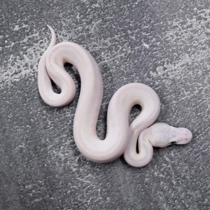 Specter / YB Bamboo Mojave (Bel) Poss Sable Shatter PIn