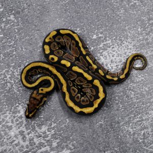 Spotnose 100% Het Clown 66% Het Hypo