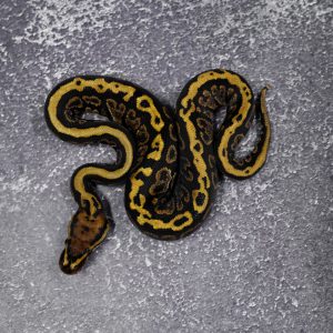 Orbit Spotnose 100% Het Clown 66% Het Hypo