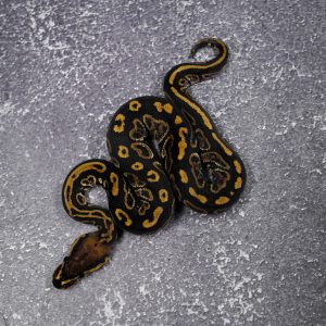 Orbit  100% Het Clown 66% Het Hypo Poss Spotnose
