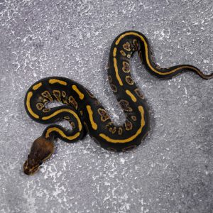 Stranger 100% Het Clown 66% Het Hypo Poss Orbit