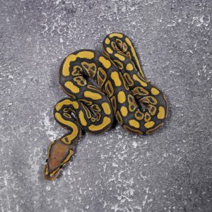 Orbit Hypo 100% Het Clown