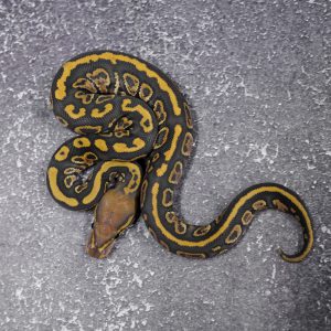 Orbit Spotnose Hypo 100% Het Clown