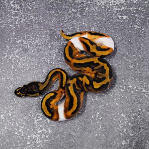 Pied 100% Het Candy Poss OD