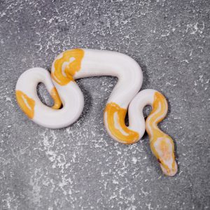 Candy Pied
