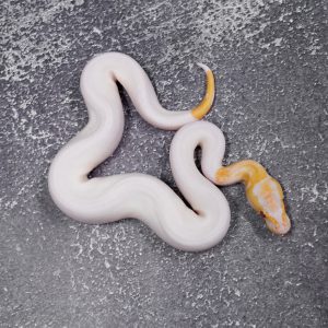 Candy Pied