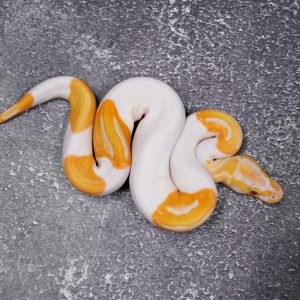 Candy Pied