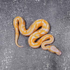 Candy Pied