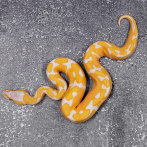Super Blade Lavender 100% Het Clown