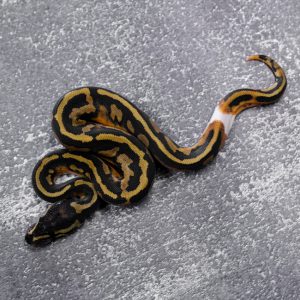 Pied 100% DH Ultramel Hypo