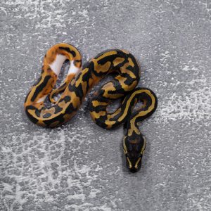 Pied 100% DH Ultramel Hypo