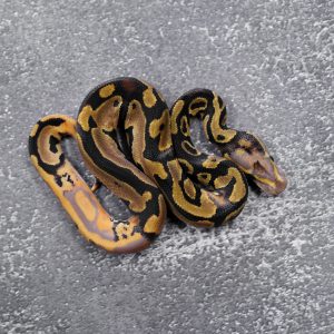 Pied 100% DH Ultramel Hypo (Chimera)
