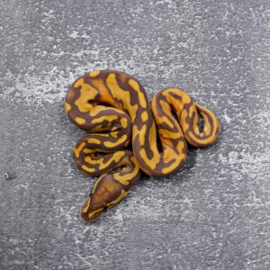 Ultramel Pied 100% Het Hypo