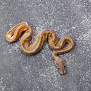 Ultramel Hypo Pied